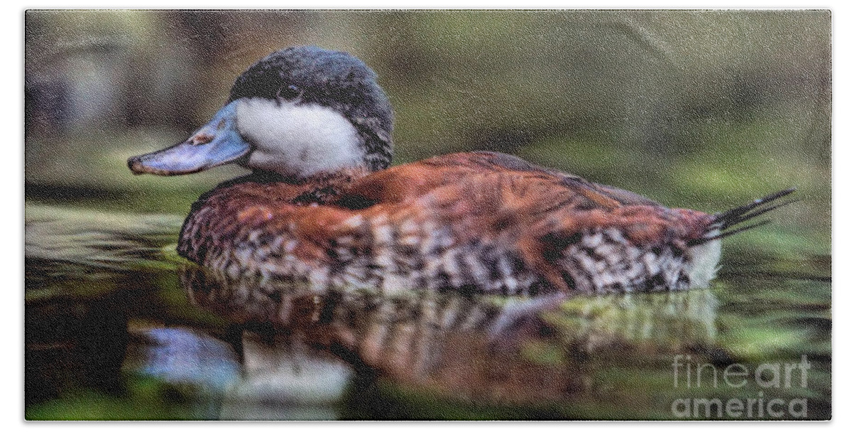 Duck Bath Towel featuring the photograph Wildlife_Ruddy Duck_Merritt Island National Wildlife Refuge_IMG1697 by Randy Matthews