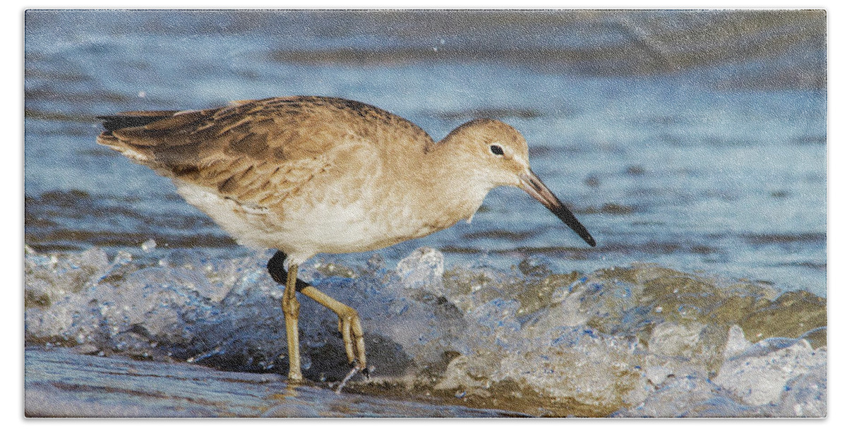 Willet Bath Towel featuring the photograph Willet in the Surf by Bob Decker