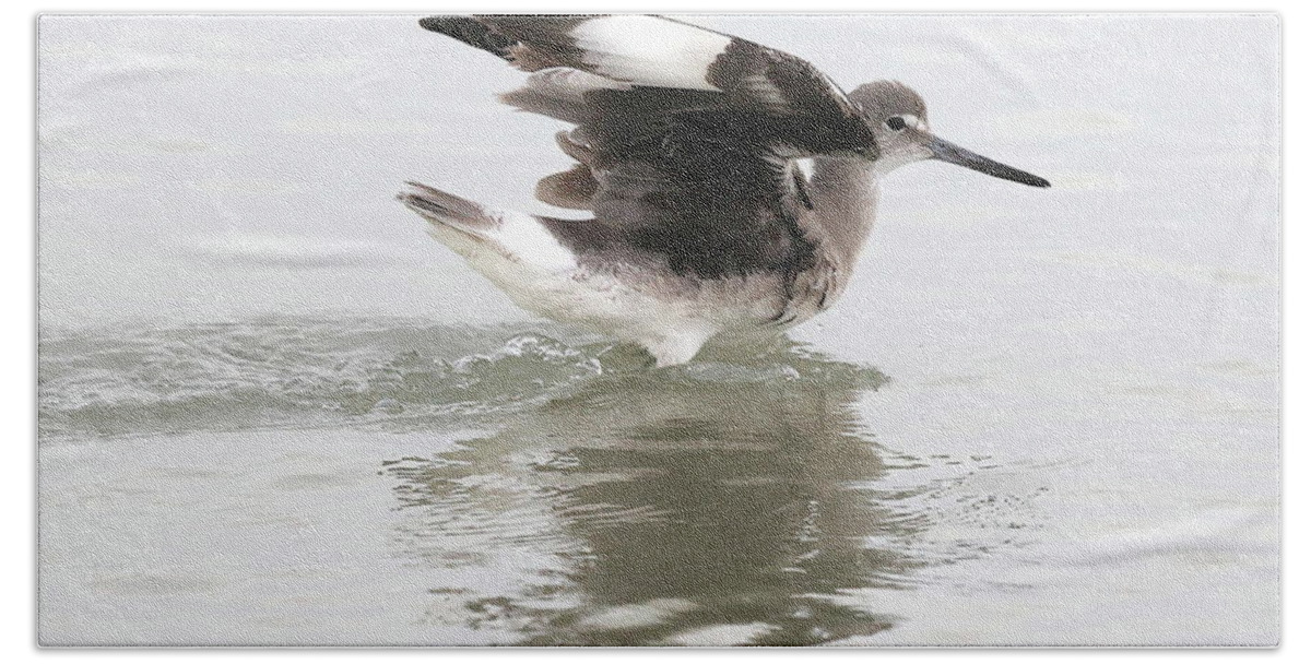 Willet Bath Towel featuring the photograph Willet's Impressive Wings 1 by Mingming Jiang