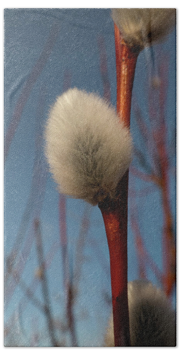 Spring Bath Towel featuring the photograph Willow Catkin by Karen Rispin