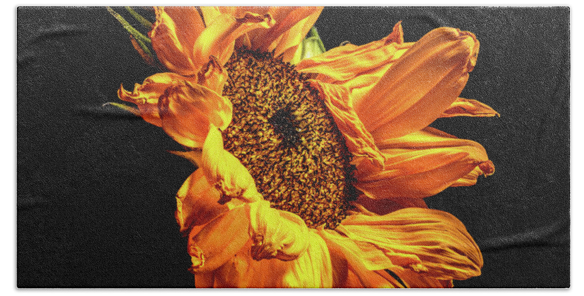 Black Background Bath Towel featuring the photograph Wilting Sunflower #2 by Kevin Suttlehan
