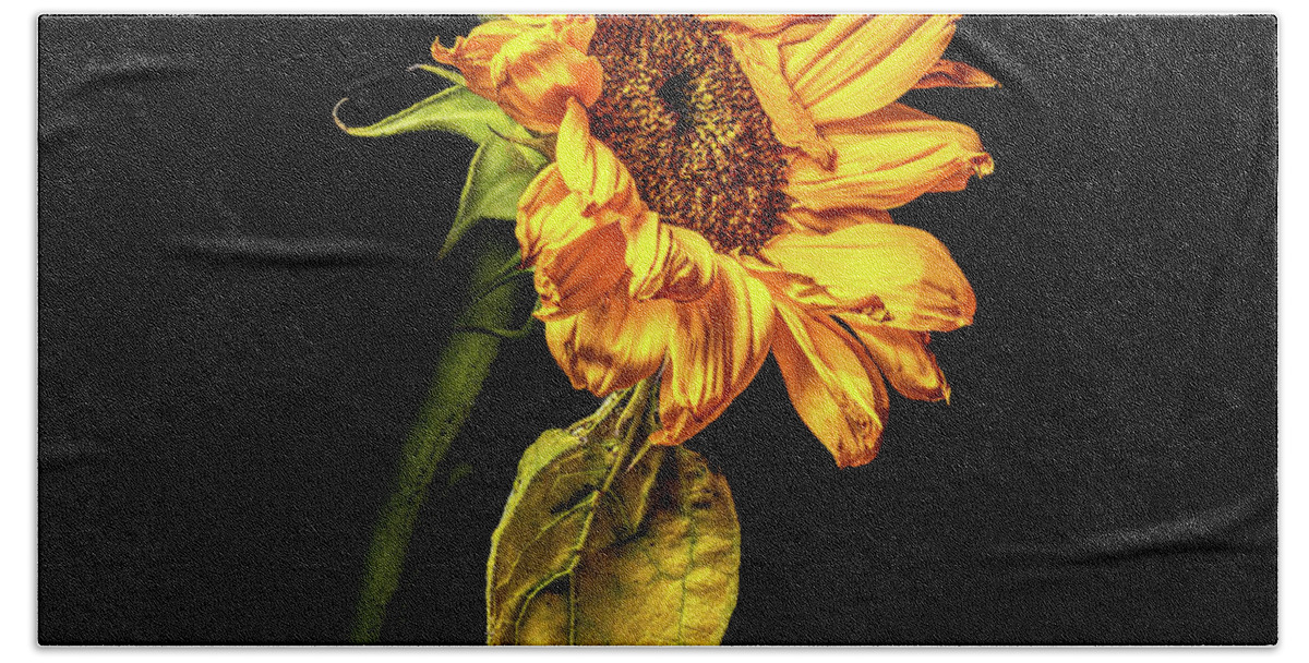 Black Background Bath Towel featuring the photograph Wilting Sunflower #3 by Kevin Suttlehan