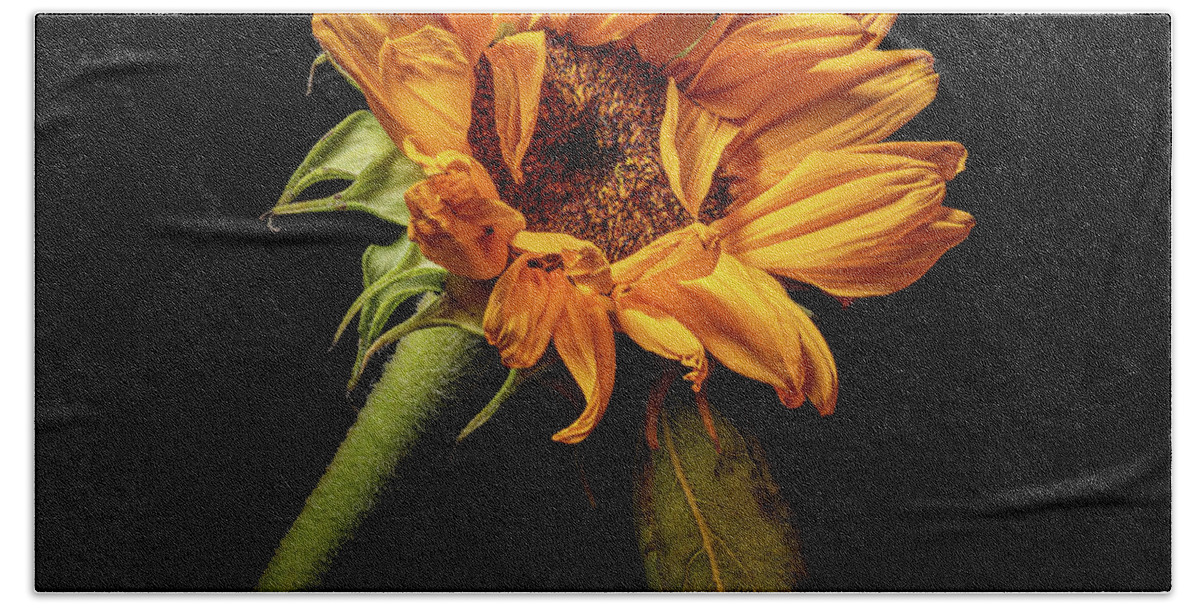 Black Background Bath Towel featuring the photograph Wilting Sunflower #4 by Kevin Suttlehan