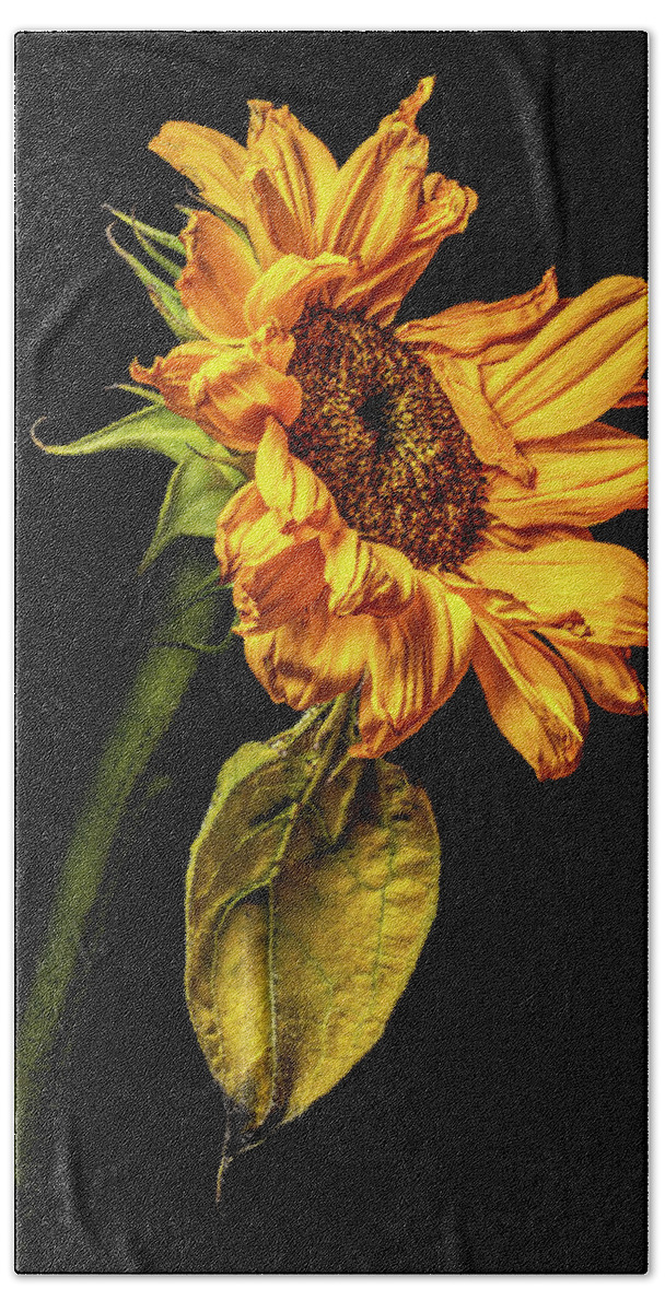 4x5 Format Bath Towel featuring the photograph Wilting Sunflower #5 by Kevin Suttlehan