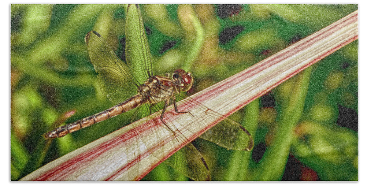 Dragonfly Bath Towel featuring the photograph Winged Dragon by Bill Barber