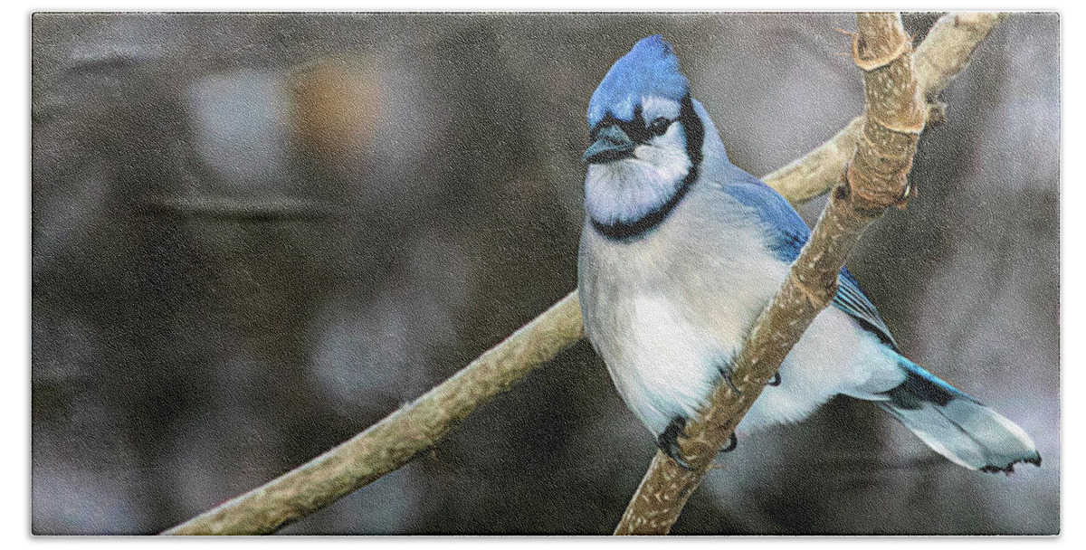 Winter Bluejay Bath Towel featuring the photograph Winter Bluejay by Jaki Miller