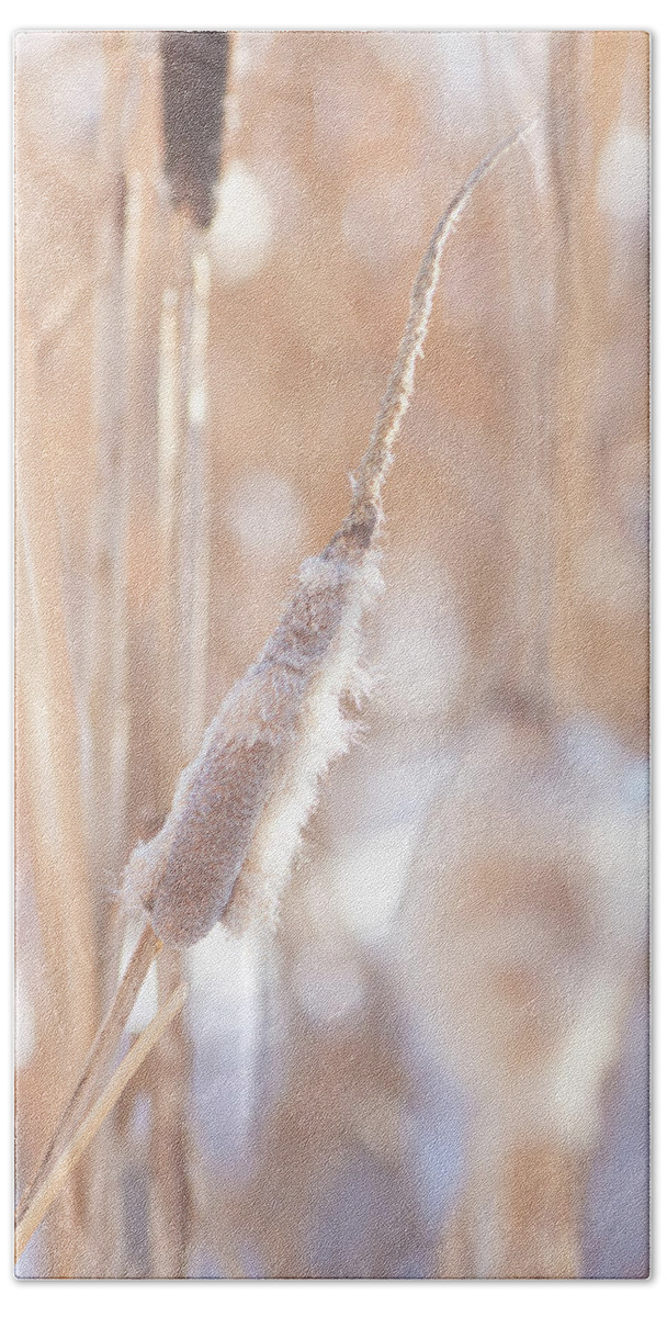 Winter Bath Towel featuring the photograph Winter Cattails by Karen Rispin