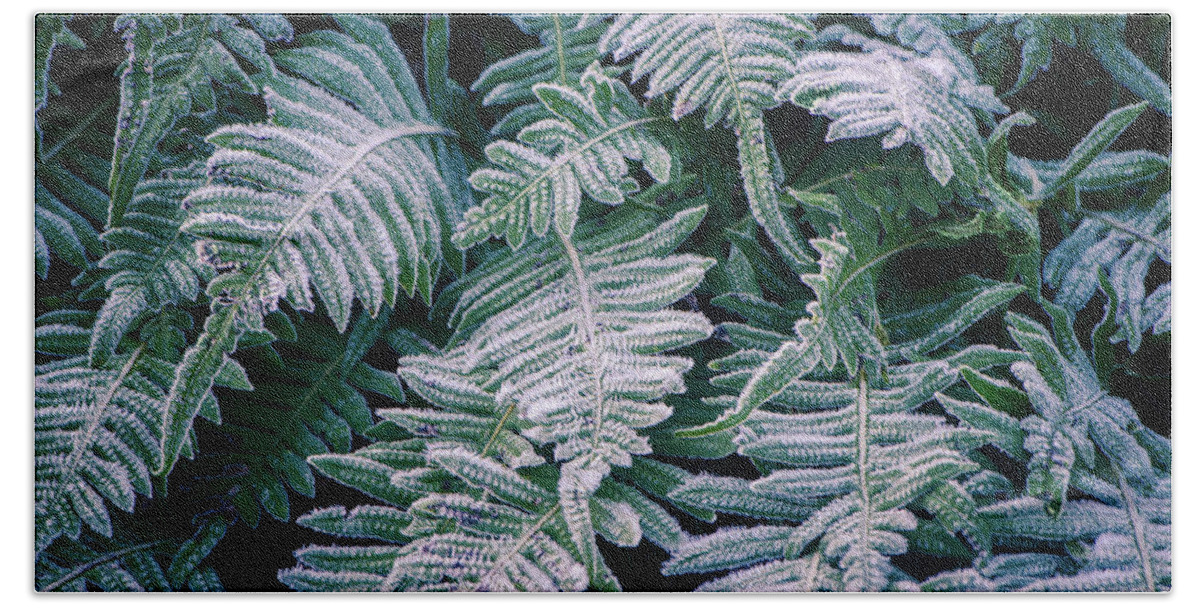 Frost Bath Towel featuring the photograph Winter Ferns by Naomi Maya