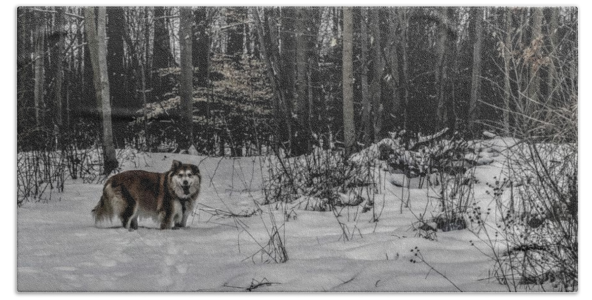  Bath Towel featuring the photograph Winter Hike by Brad Nellis
