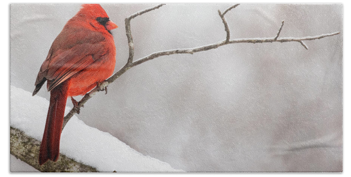 Bird Bath Towel featuring the photograph Winter Profile by Art Cole
