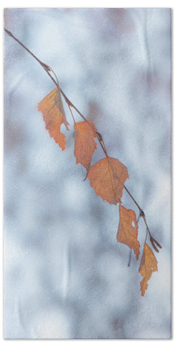 Winter Bath Towel featuring the photograph Winter Weeping Birch Leaves by Karen Rispin