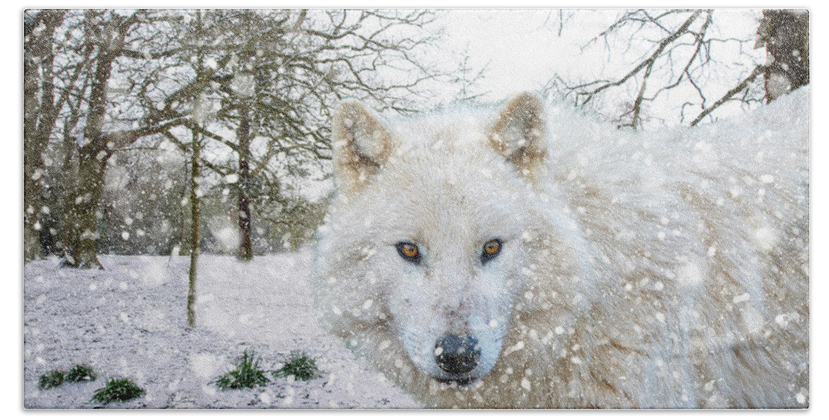 Wolf Bath Towel featuring the photograph Winter Wolf Landscape by Gareth Parkes