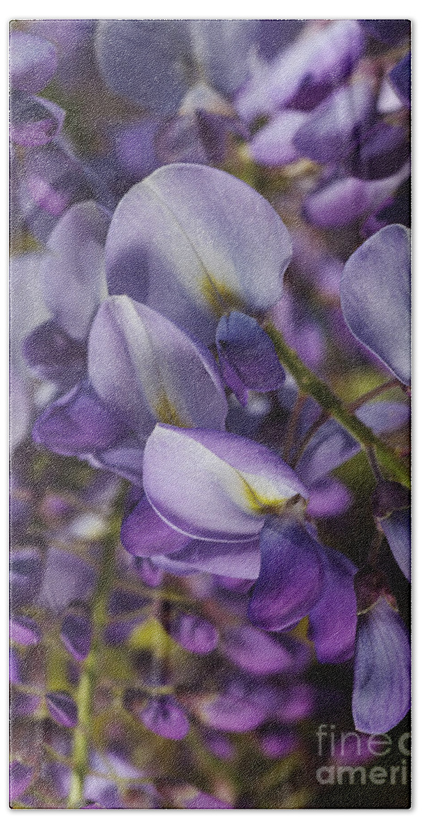 Acanthaceae Hand Towel featuring the photograph Wisteria Grace by Joy Watson