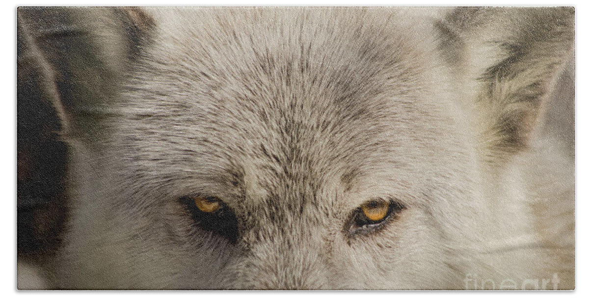 Portrait Bath Towel featuring the photograph Wolf Eyes Animal / Wildlife Photograph by PIPA Fine Art - Simply Solid