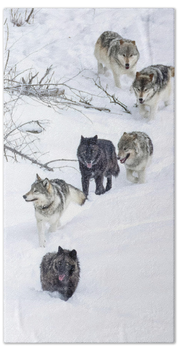 Gray Wolf Hand Towel featuring the photograph Wolf Line by Max Waugh
