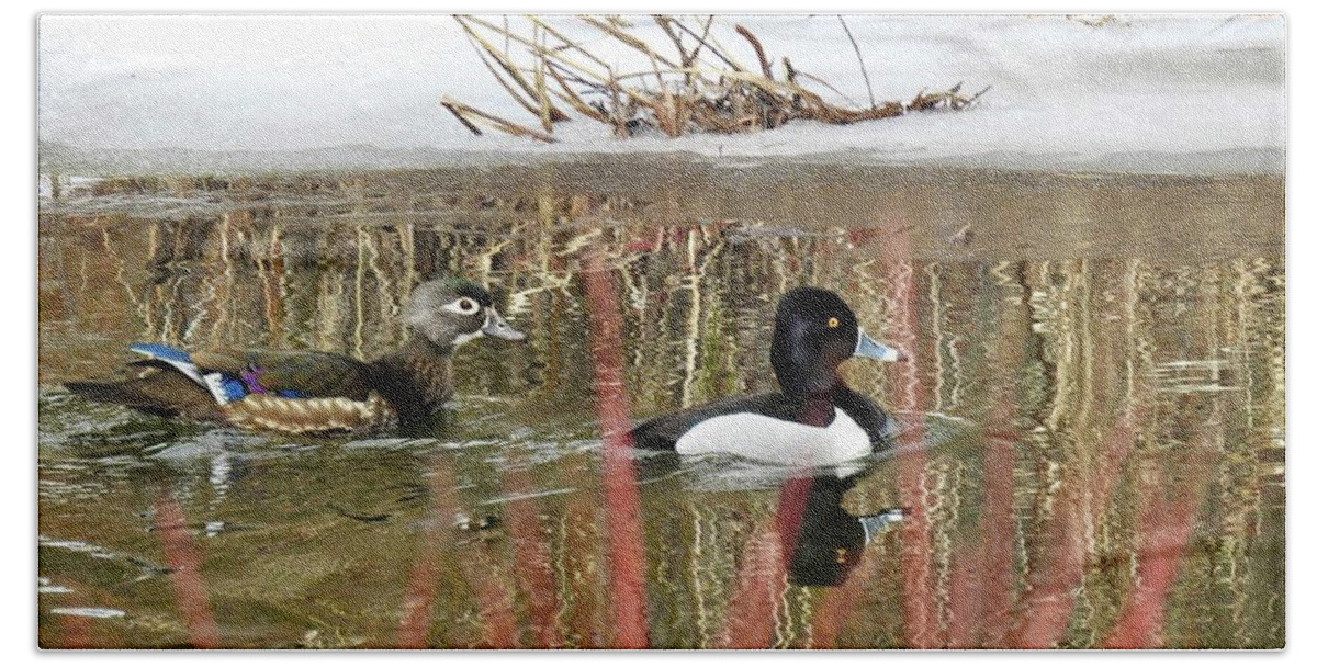 Ring Neck Duck Bath Towel featuring the photograph Wood Duck and Ring Neck by Nicola Finch