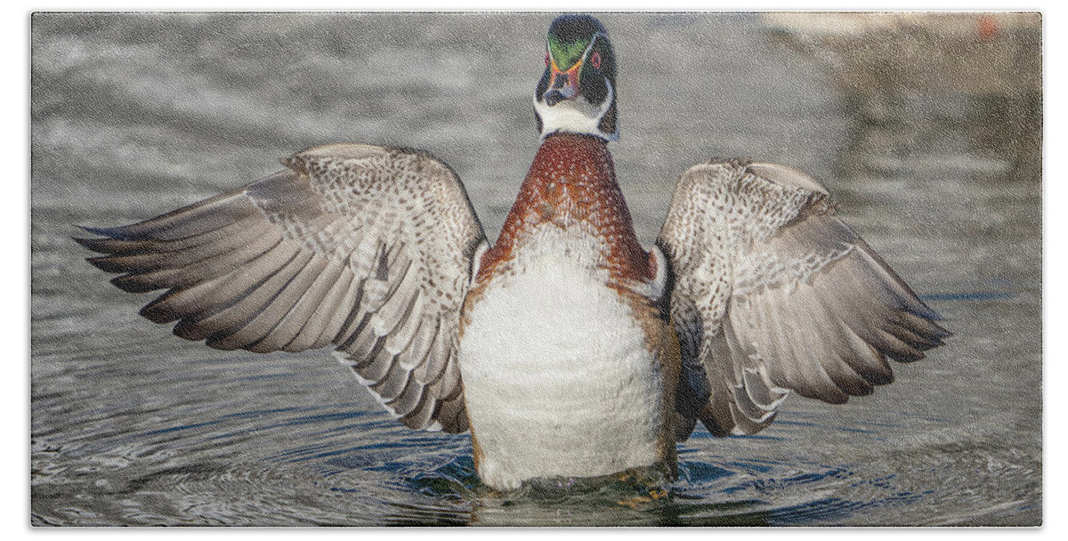 Wood Duck Bath Towel featuring the photograph Wood Duck Drake Flap by Wesley Aston