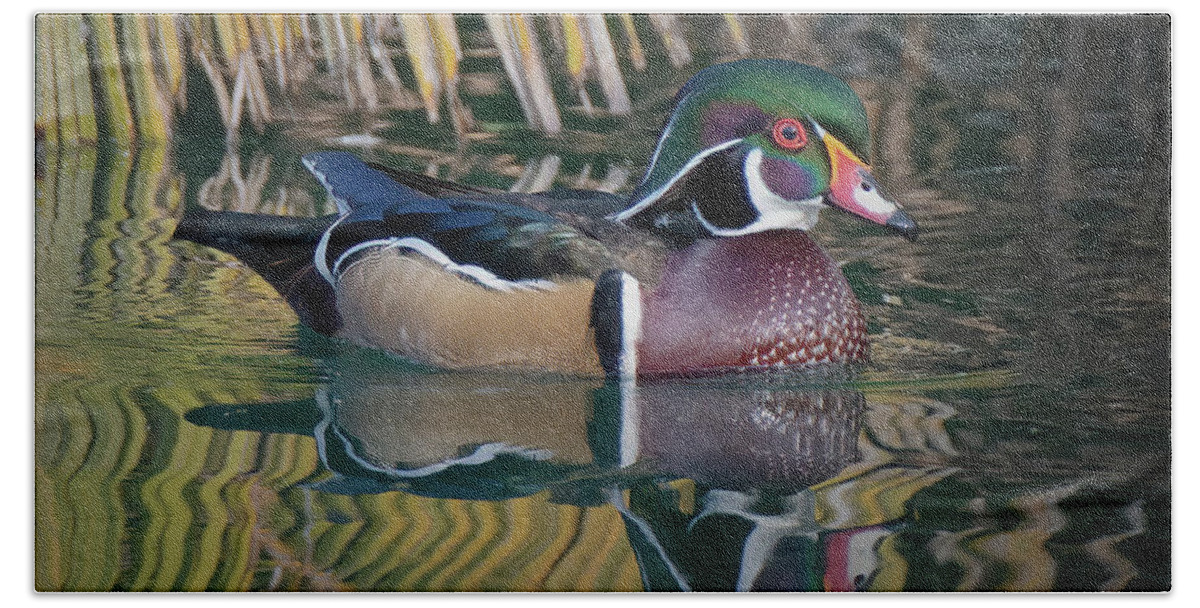 Elk Grove Hand Towel featuring the photograph Wood Duck by Laura Macky