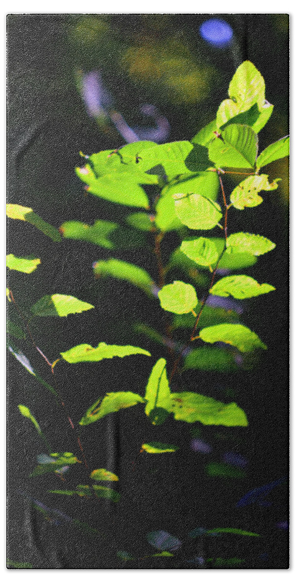 Contra-light Hand Towel featuring the photograph Woodland Calm No. 33 by Steve Ember