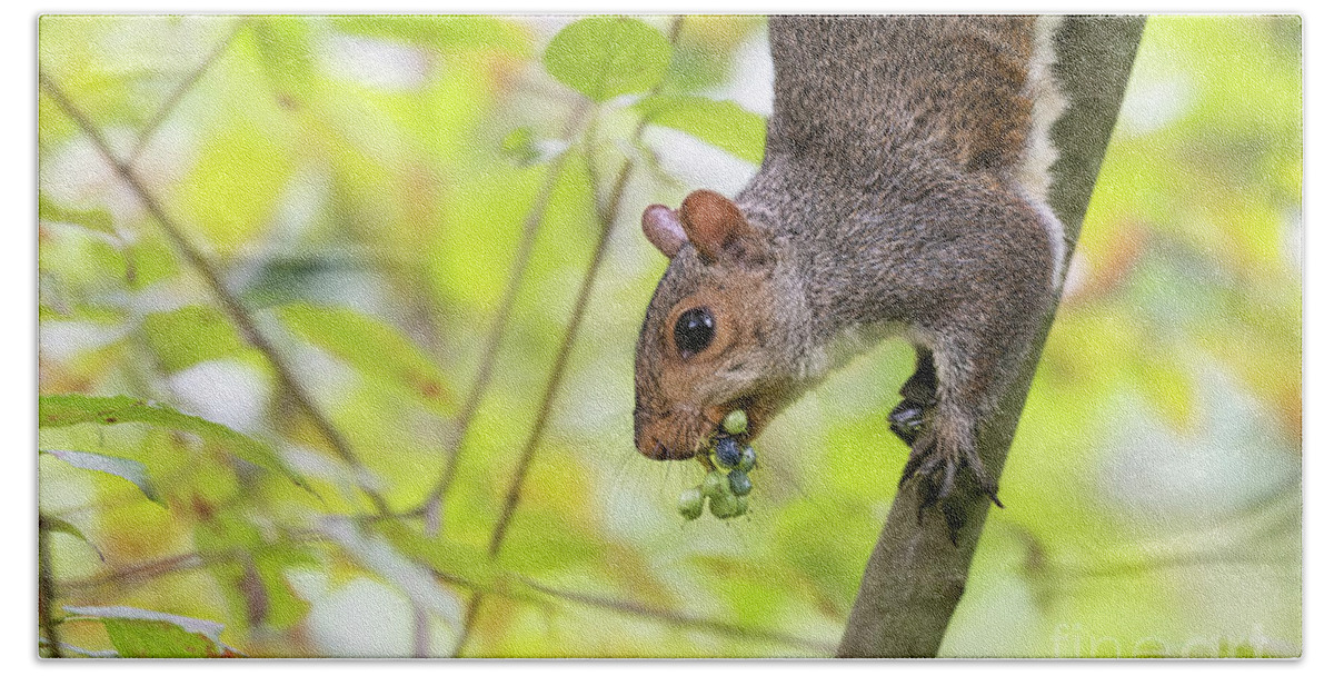 Backyard Bath Towel featuring the photograph Woodland Creatures - Eastern Grey Squirrel by Rehna George