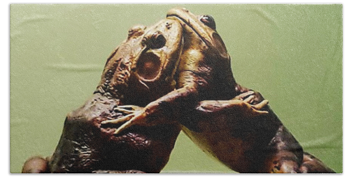 Hug Hand Towel featuring the photograph Wrestling Hugging Frogs by Vicki Noble