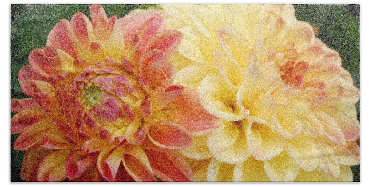 Dahlia Bath Towel featuring the photograph Yellow and Orange Dahlias 1 by Amy Fose