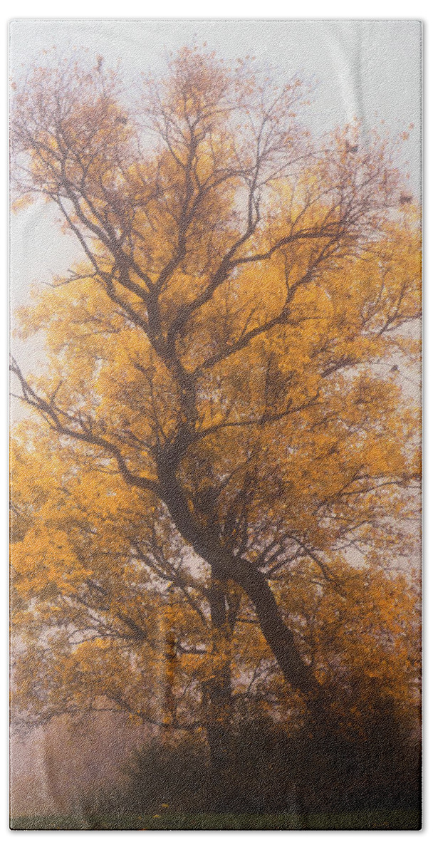 Fall Bath Towel featuring the photograph Yellow Autumn by Jason Fink