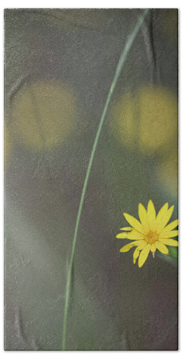 Daisy Bath Towel featuring the photograph Yellow Daisy Close-up by Karen Rispin