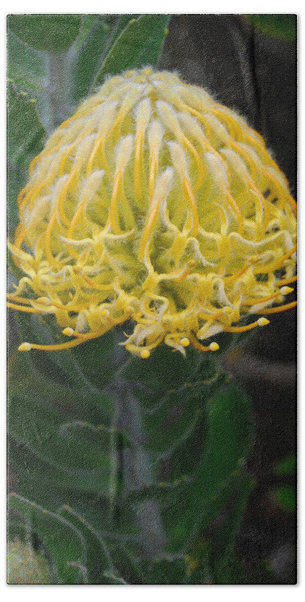 Kula Botanical Gardens Bath Towel featuring the photograph Yellow Pincushion Protea 2 by Amy Fose