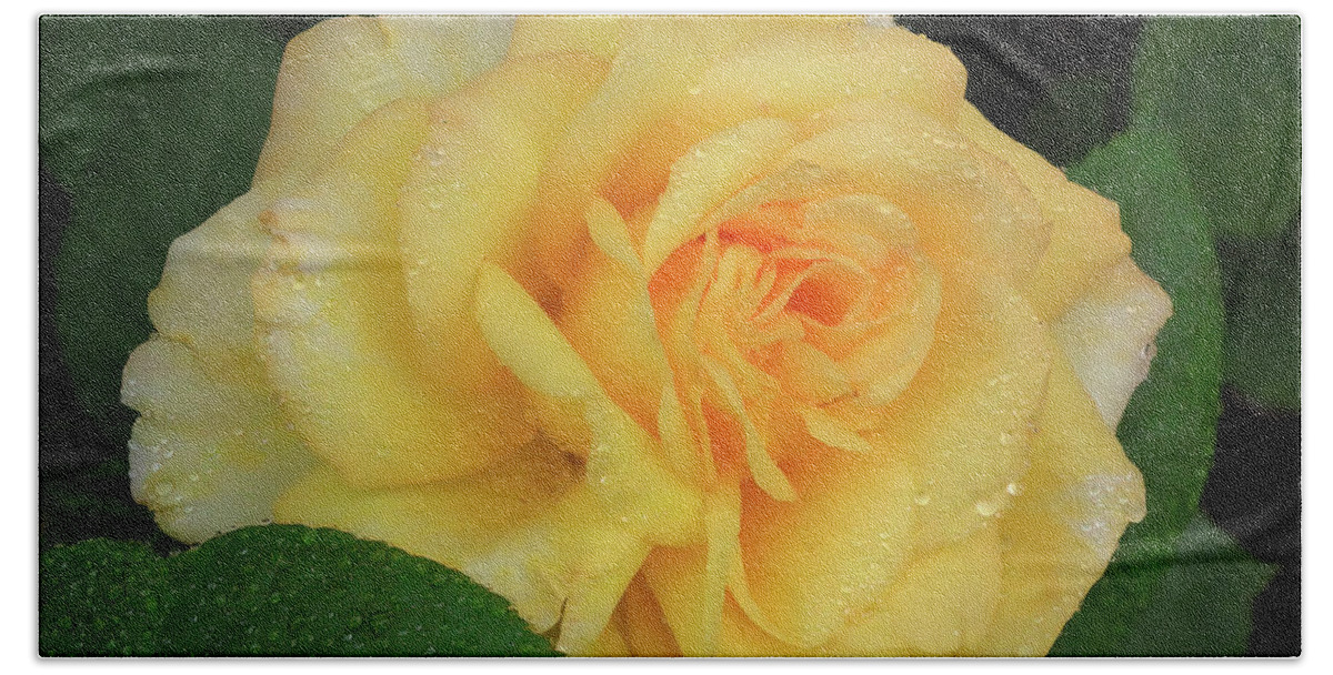 Roses Bath Towel featuring the photograph Yellow Rose Bloom by Scott Cameron