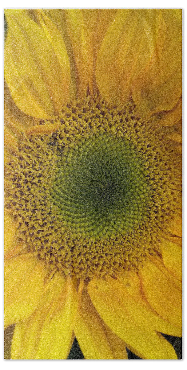Sunflower Bath Towel featuring the photograph Yellow Sunflower by Lisa Pearlman