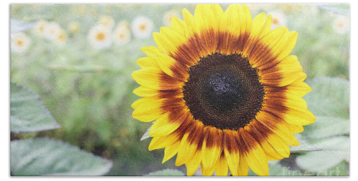 Sunflower Hand Towel featuring the photograph Yellow Sunflower by Vivian Krug Cotton