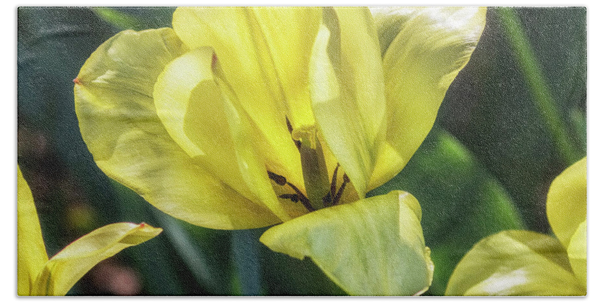 Yellow Tulip Bath Towel featuring the photograph Yellow Tulip by Belinda Greb