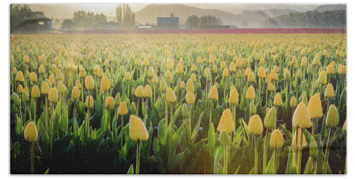 Skagit Valley Tulips Bath Towel featuring the photograph Yellow Tulip Sunrise by Michael Rauwolf
