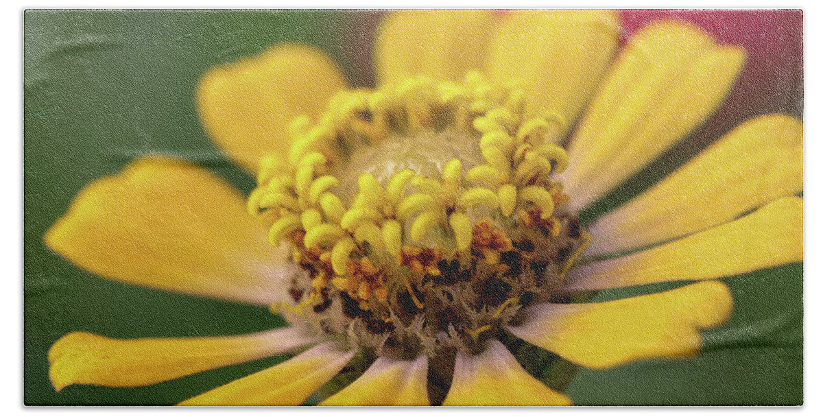 Zinnia Hand Towel featuring the photograph Yellow Zinnia by Mary Anne Delgado