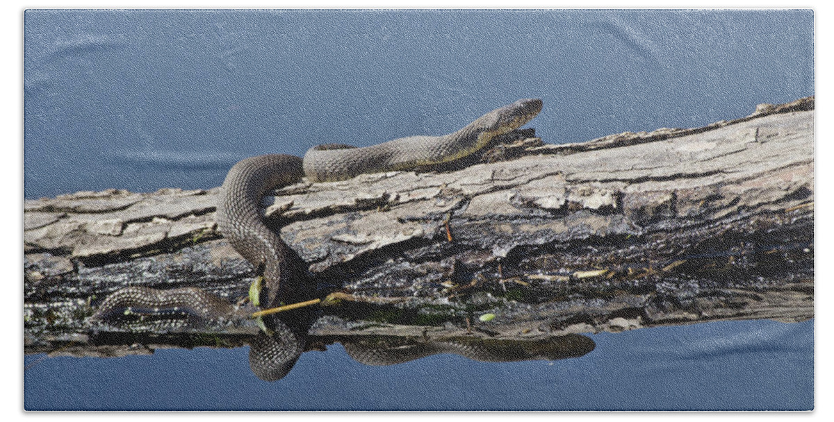 Wildlife Bath Towel featuring the photograph Yellowbelly Water Snake - 8494 by Jerry Owens