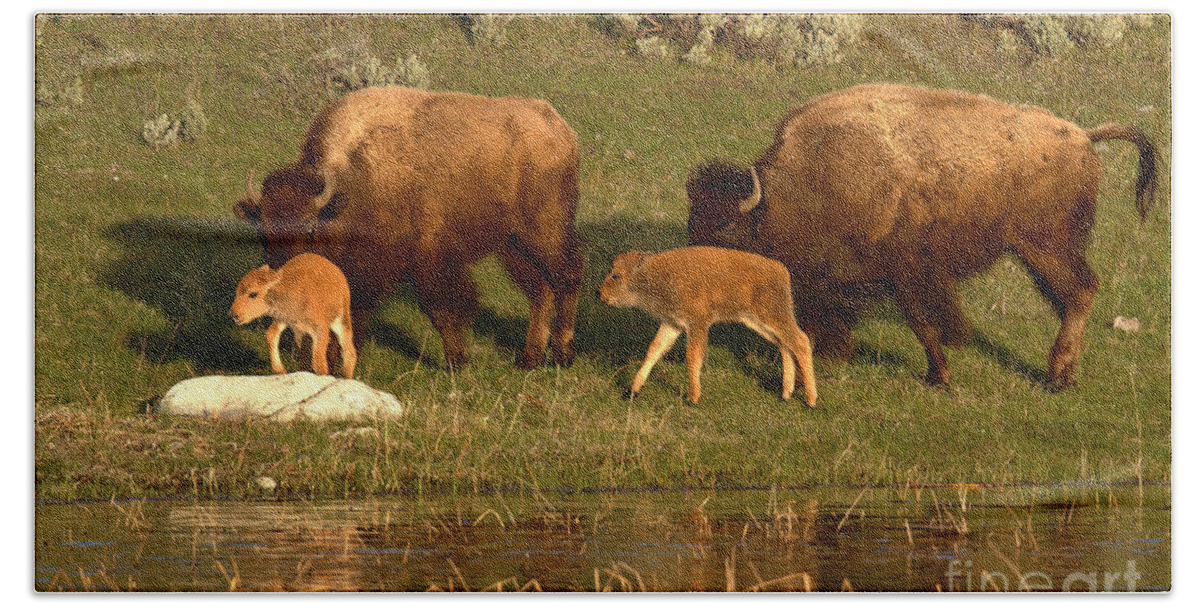 Yellowstone Bath Towel featuring the photograph Yellowstone Bison Red Dog Season by Adam Jewell