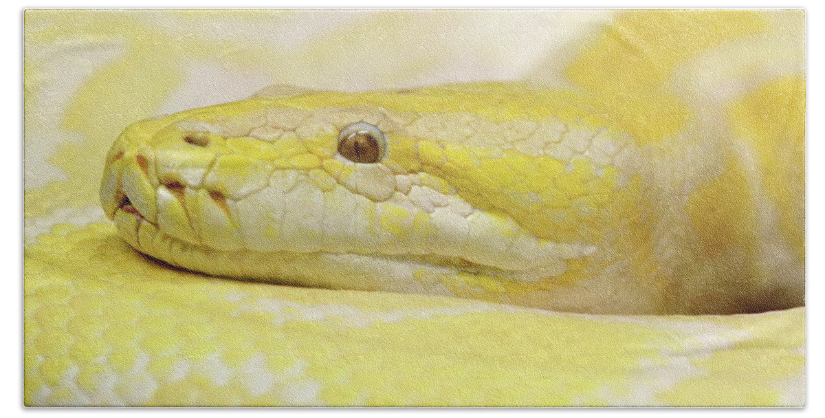 Python Bath Towel featuring the photograph Yesssss Yellow by Lens Art Photography By Larry Trager