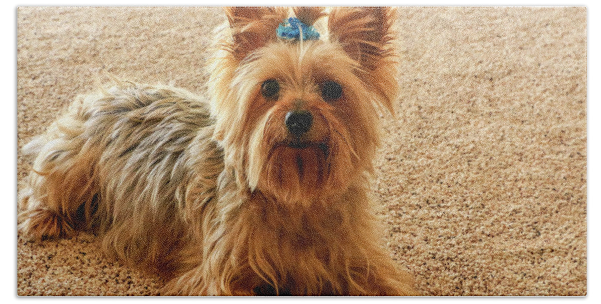 Animal Bath Towel featuring the photograph Yorkie with blue bow by Dawn Richards