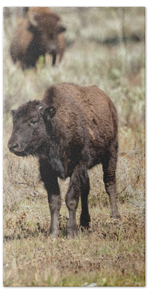Bison Bath Towel featuring the photograph Young Bison at Yellowstone by Belinda Greb