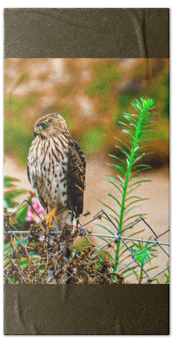 Falcon Bath Towel featuring the photograph Young Ca Falcon 2020 2 by Phyllis Spoor
