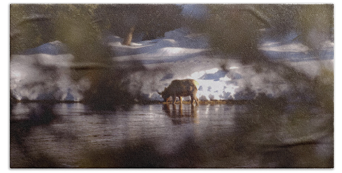 Elk Bath Towel featuring the photograph Young Elk Cow in River by Kae Cheatham