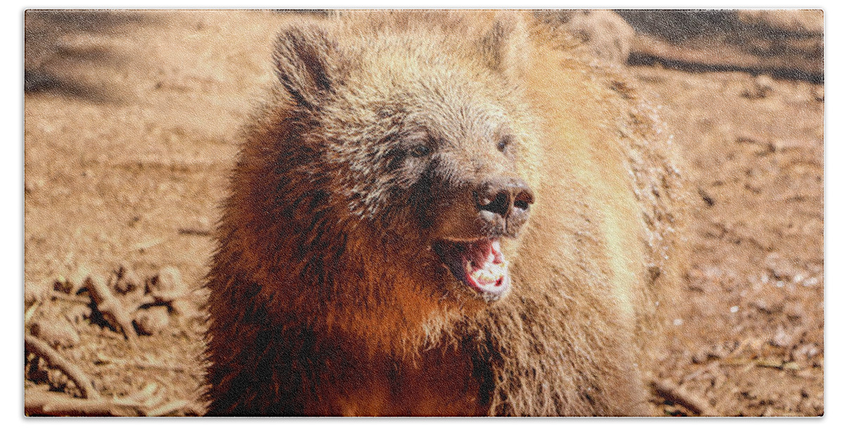 2020 Hand Towel featuring the photograph Young Grizzly Bear Close Up by Dawn Richards