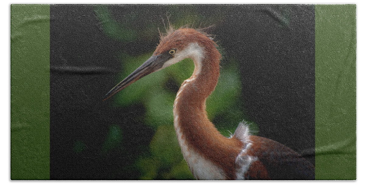 Juvenile Tri Colored Heron Hand Towel featuring the photograph Young Tri Colored Heron by Rebecca Herranen