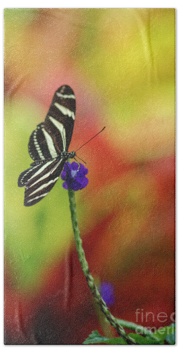 Zebra Butterfly Bath Towel featuring the photograph Zebra Butterfly on Flower Stalk by Nancy Gleason