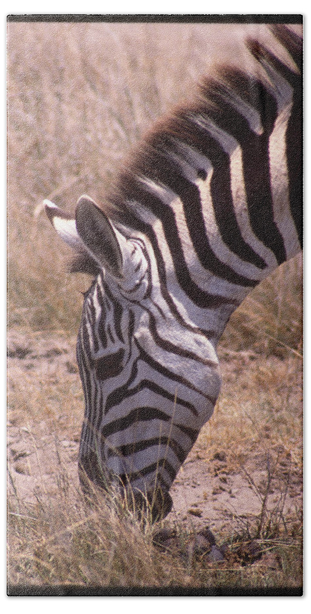 Africa Bath Towel featuring the photograph Zebra Eating Up Close by Russel Considine