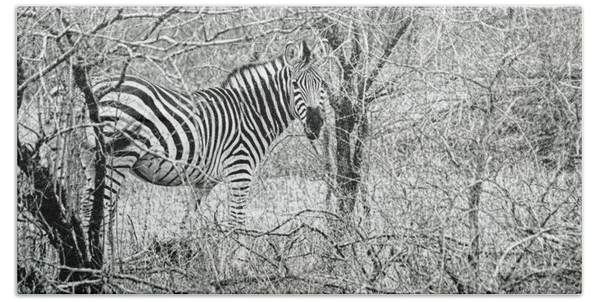 Zebra Hand Towel featuring the photograph Zebra In The Bush by Tom Watkins PVminer pixs