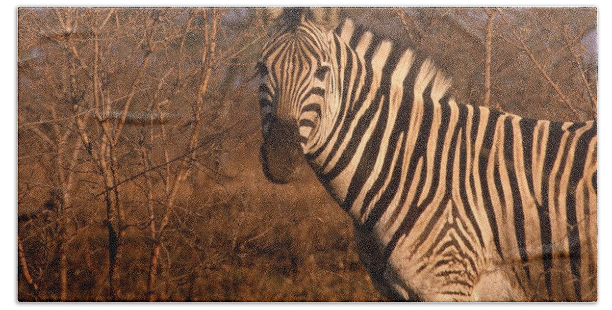 Africa Bath Towel featuring the photograph Zebra Portrait at Sunset by Russ Considine