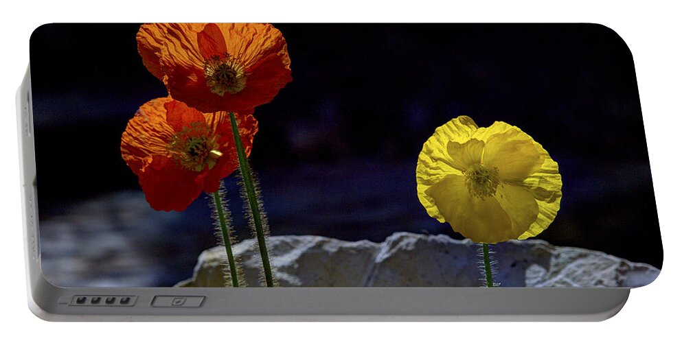 Iceland Poppies Portable Battery Charger featuring the photograph And One Yellow by Joe Schofield