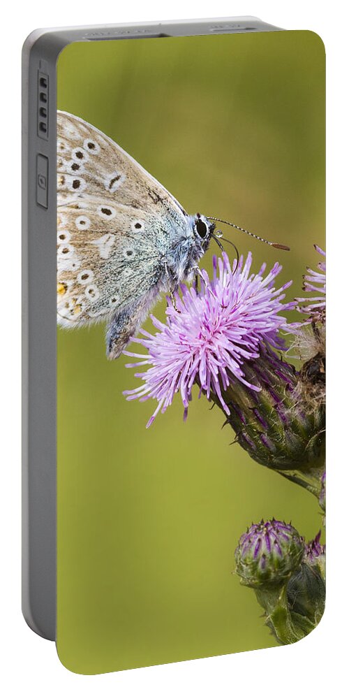 Common Blue Portable Battery Charger featuring the photograph Blue Butterfly by Chris Smith